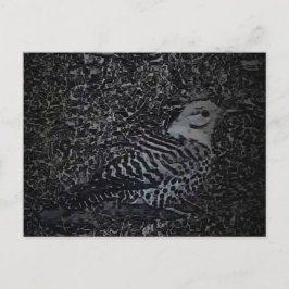 Northern Flicker Woodpecker v2 - Yard Critters Postkarte