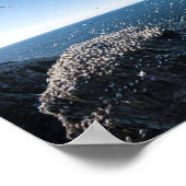 Northern Gannets Poster (Ecke)