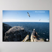 Northern Gannets Poster (Vorne)