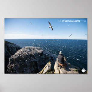 Northern Gannets Poster