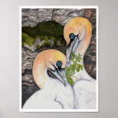 Northern Gannets Poster (Vorne)