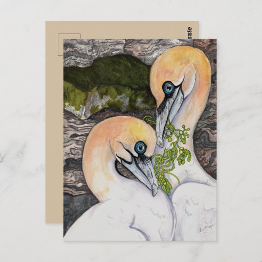 Northern Gannets Postkarte (Vorne/Hinten)