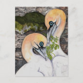 Northern Gannets Postkarte (Vorderseite)