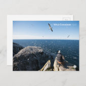 Northern Gannets Postkarte (Vorne/Hinten)