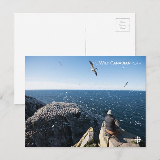 Northern Gannets Postkarte (Vorne/Hinten)