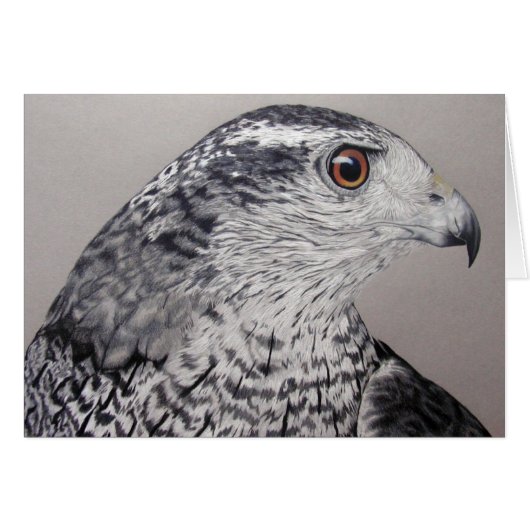 Northern Goshawk (Vorderseite (Horizontal))