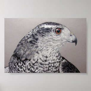 Northern Goshawk Poster
