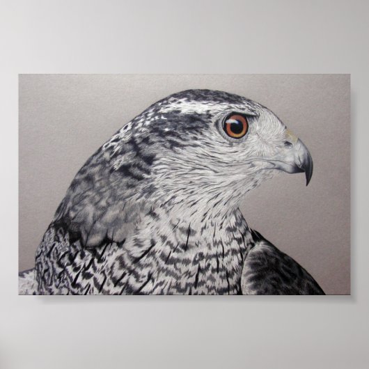 Northern Goshawk Poster (Vorne)
