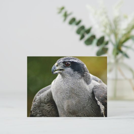 Northern Goshawk Postkarte (Stehend Vorderseite)