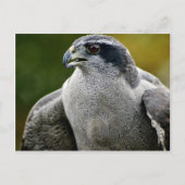 Northern Goshawk Postkarte (Vorderseite)