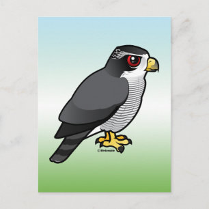 Northern Goshawk Postkarte