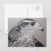 Northern Goshawk Postkarte (Vorne/Hinten)