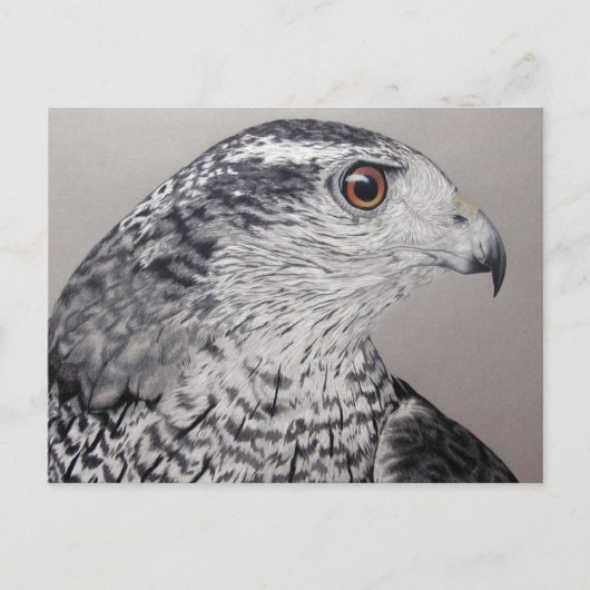 Northern Goshawk Postkarte (Vorderseite)
