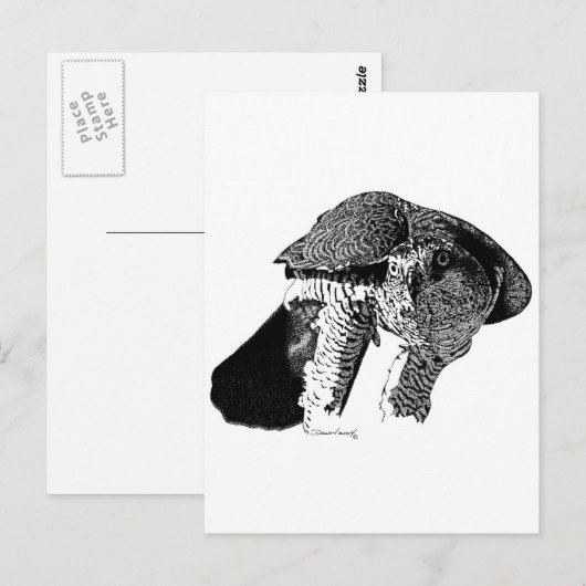 Northern Goshawk Postkarte (Vorne/Hinten)