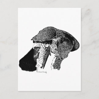 Northern Goshawk Postkarte
