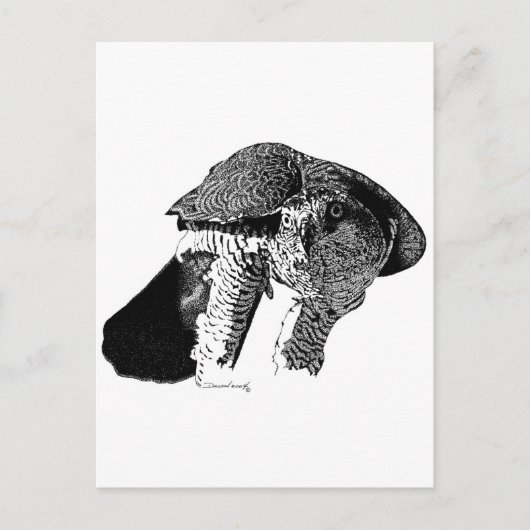 Northern Goshawk Postkarte (Vorderseite)