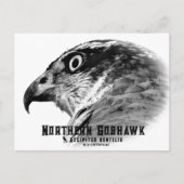 Northern Goshawk Postkarte (Vorderseite)