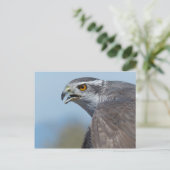 Northern Goshawk Screeching Postkarte (Stehend Vorderseite)