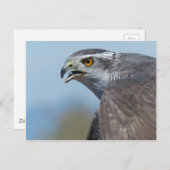 Northern Goshawk Screeching Postkarte (Vorne/Hinten)