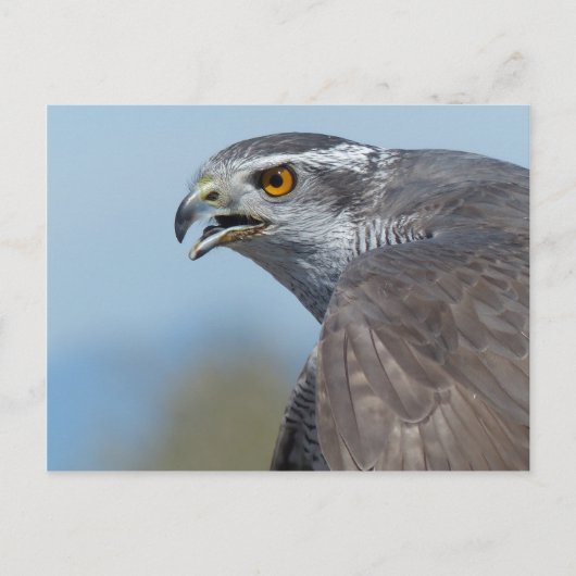 Northern Goshawk Screeching Postkarte (Vorderseite)