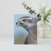 Northern Goshawk Screeching Postkarte (Stehend Vorderseite)