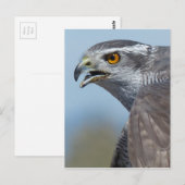 Northern Goshawk Screeching Postkarte (Vorne/Hinten)