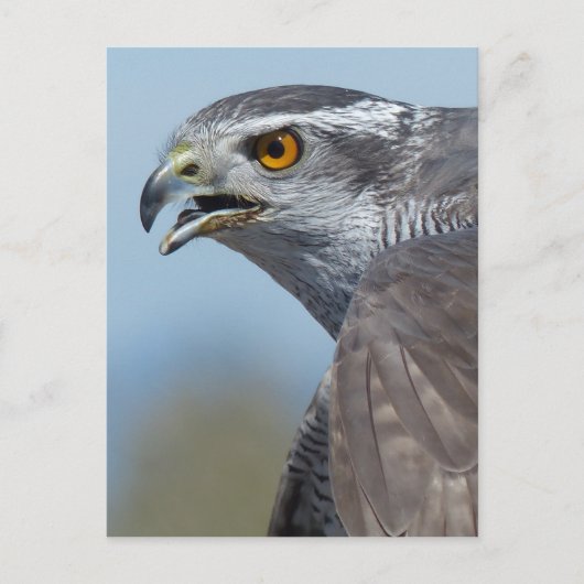 Northern Goshawk Screeching Postkarte (Vorderseite)