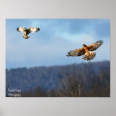Northern Harrier and Kurz=Eared Owl Poster (Vorne)