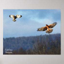 Northern Harrier and Kurz=Eared Owl Poster