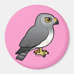 Northern Harrier männlich Magnet