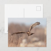 Northern Harrier Postkarte (Vorne/Hinten)