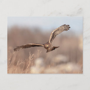Northern Harrier Postkarte