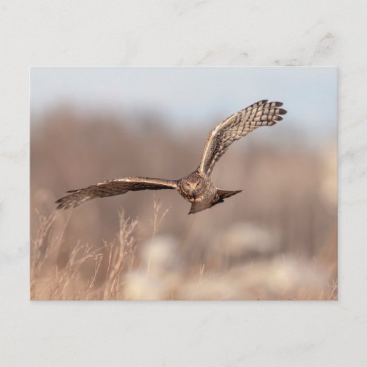 Northern Harrier Postkarte (Vorderseite)