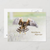 Northern Harrier Postkarte (Vorne/Hinten)