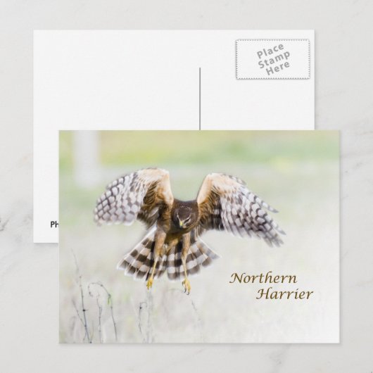 Northern Harrier Postkarte (Vorne/Hinten)