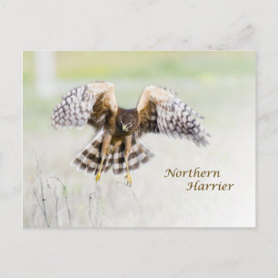 Northern Harrier Postkarte