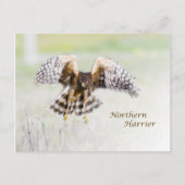 Northern Harrier Postkarte (Vorderseite)