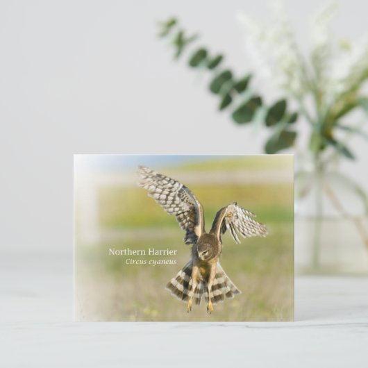 Northern Harrier Postkarte (Stehend Vorderseite)