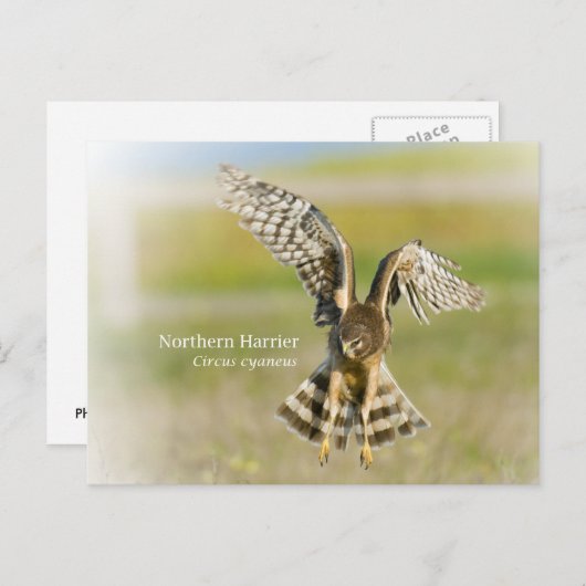 Northern Harrier Postkarte (Vorne/Hinten)