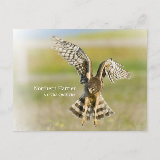 Northern Harrier Postkarte (Vorderseite)