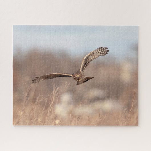Northern Harrier Puzzle (Horizontal)