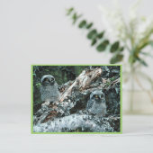 Northern Hawk Owl Chicks Postkarte (Stehend Vorderseite)