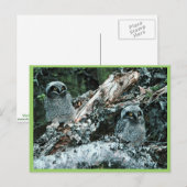 Northern Hawk Owl Chicks Postkarte (Vorne/Hinten)