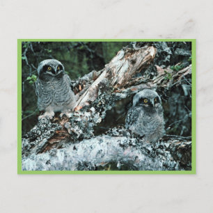 Northern Hawk Owl Chicks Postkarte