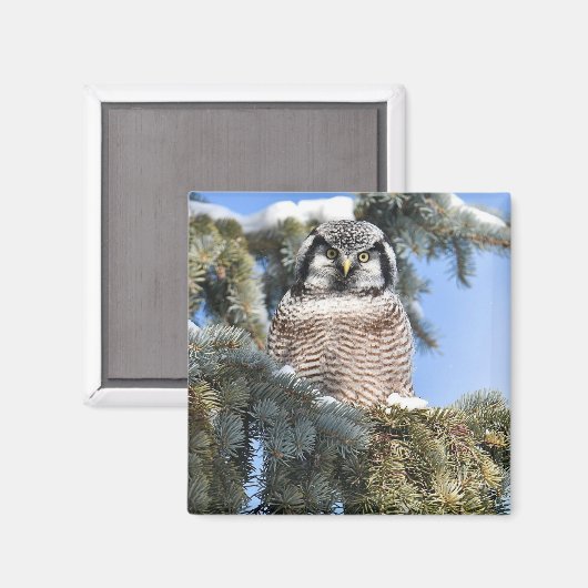 Northern Hawk Owl Magnet (Vorderseite/Rückseite)