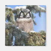 Northern Hawk Owl Magnet (Vorne)