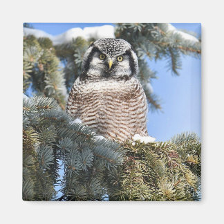 Northern Hawk Owl Magnet