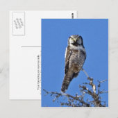 Northern Hawk Owl Postkarte (Vorne/Hinten)