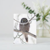 Northern Hawk Owl Postkarte (Stehend Vorderseite)