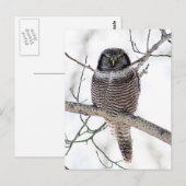 Northern Hawk Owl Postkarte (Vorne/Hinten)